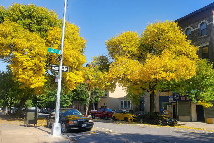 Letter of Recommendation: Citizen Pruners and Street Tree Stewardship