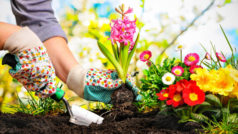 9 colorful plants you can grow quickly for summer flowering