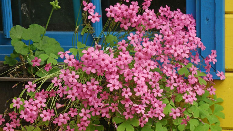 Guía completa y cuidados avanzados de Oxalis acetosella: cultivo ...