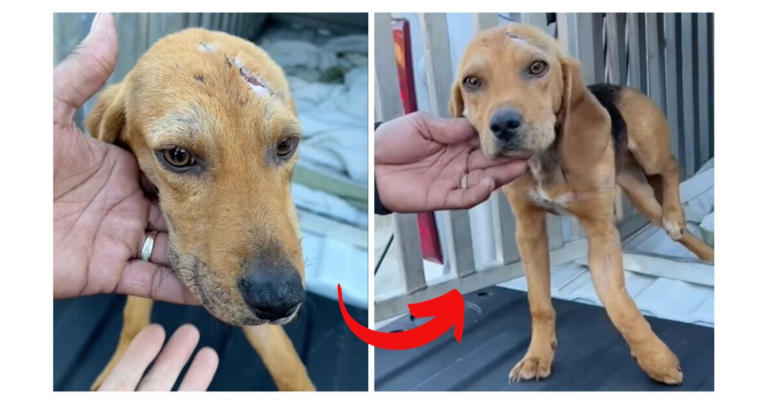 Left for dead after being hit by a car, Asher’s fight to walk again ...