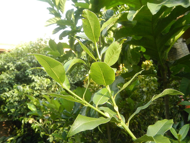 Características, usos y curiosidades del laurel: todo sobre Laurus nobilis