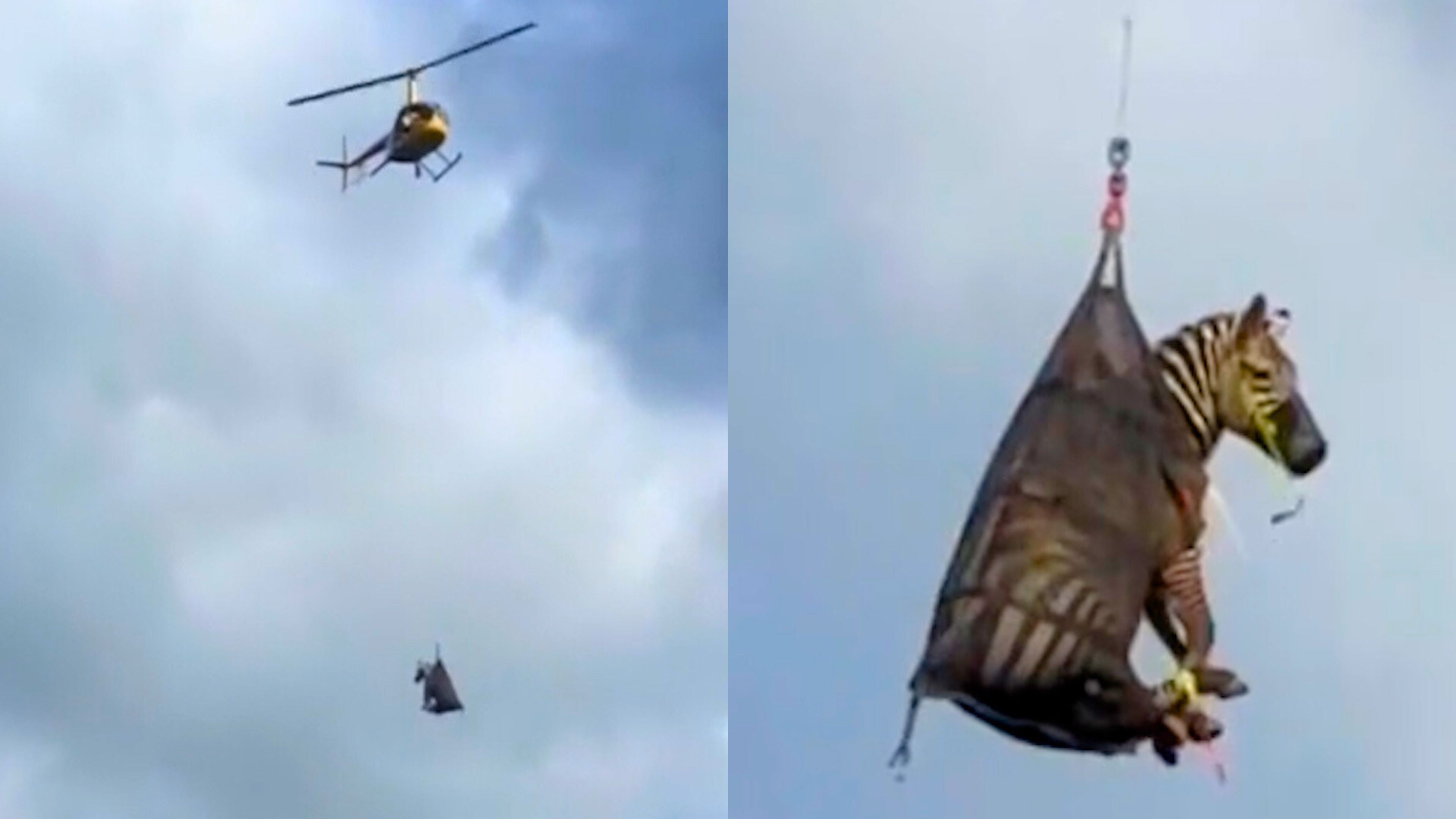 Ed, das Zebra, nach einwöchiger Flucht in die Wildnis per Lufttransport ...