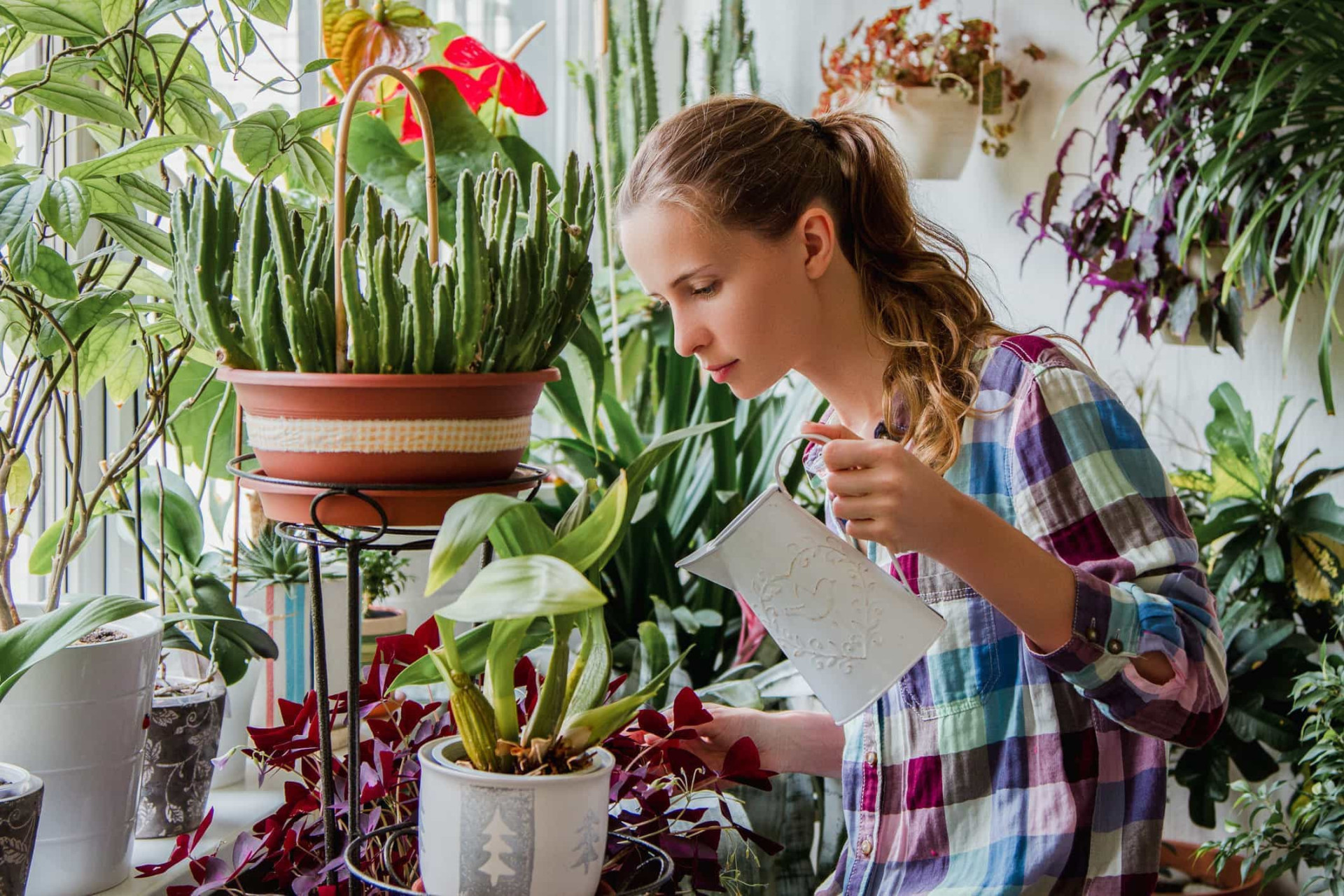 How to care for your indoor plants