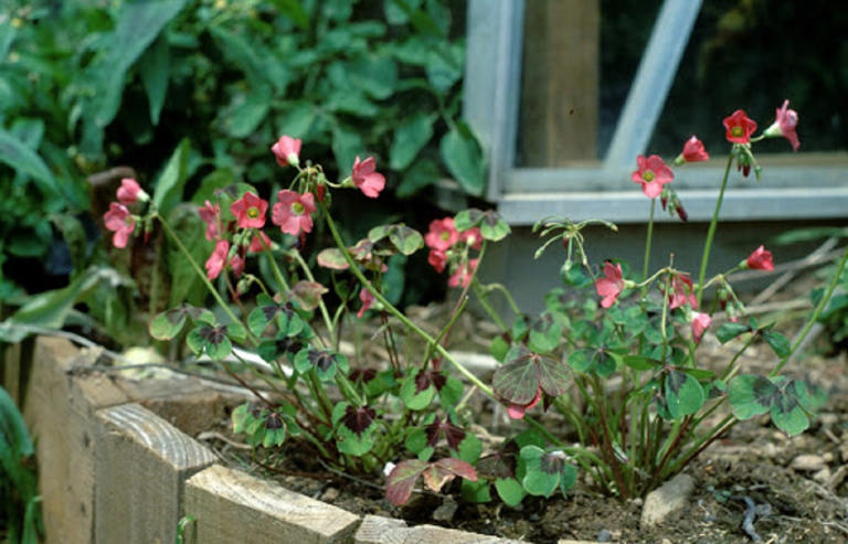 Guía completa y cuidados avanzados de Oxalis acetosella: cultivo ...