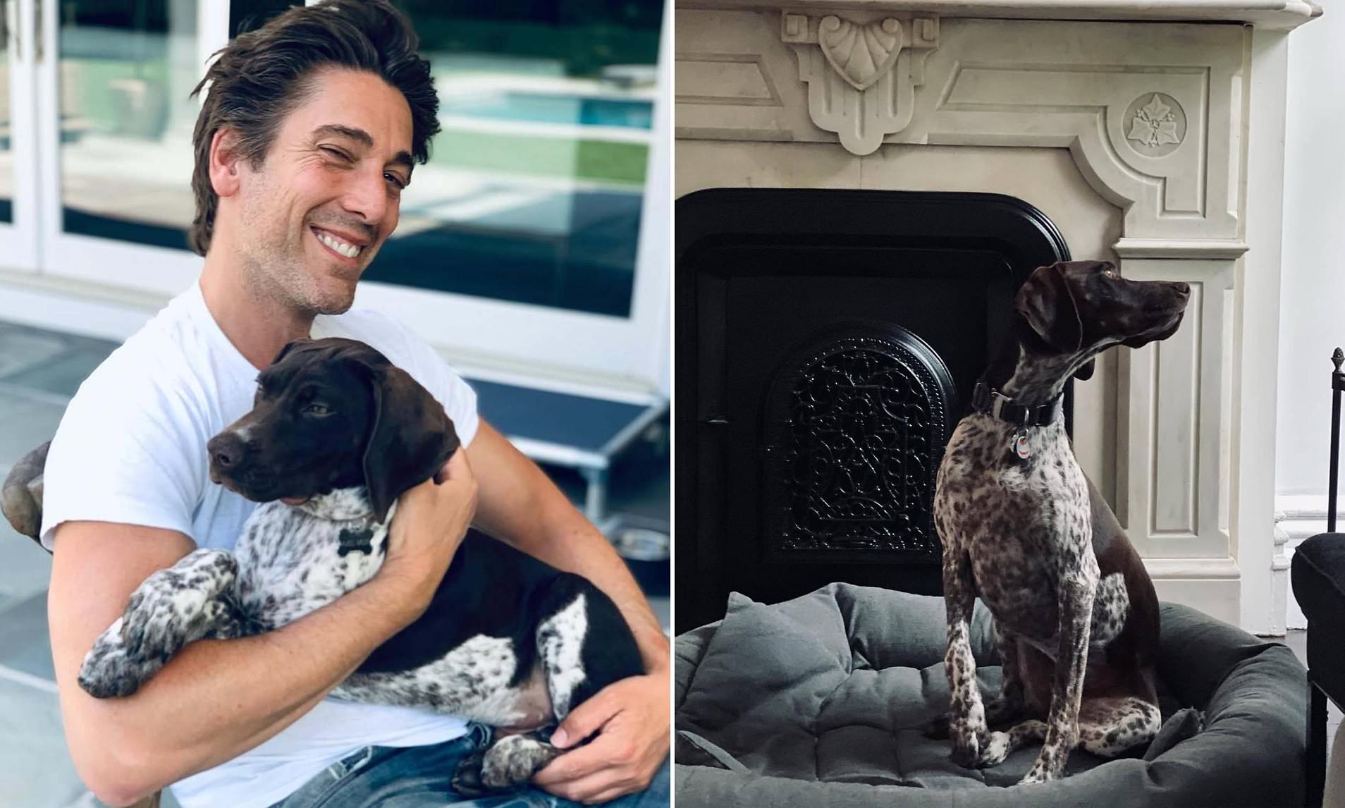 Inside ABC anchor David Muir's sprawling 7 MILLION New York City townhouse