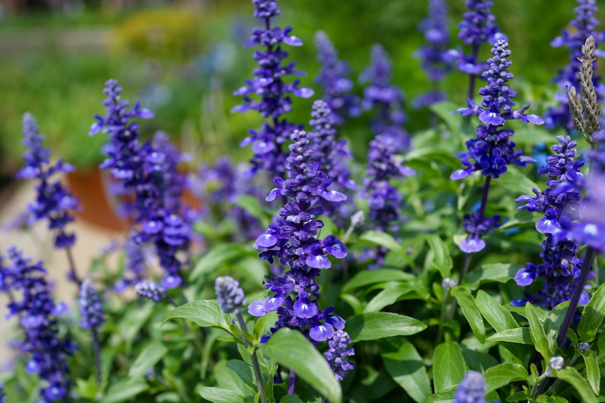 6) Sage (Salvia officinalis)