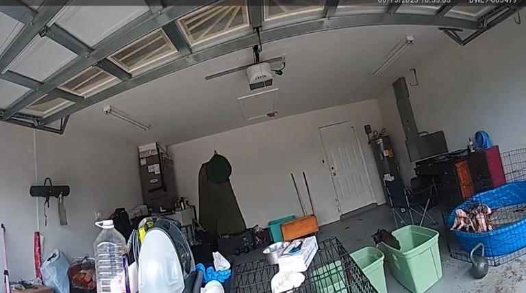 Fort Myers woman faces animal cruelty charges after authorities find 13 ...