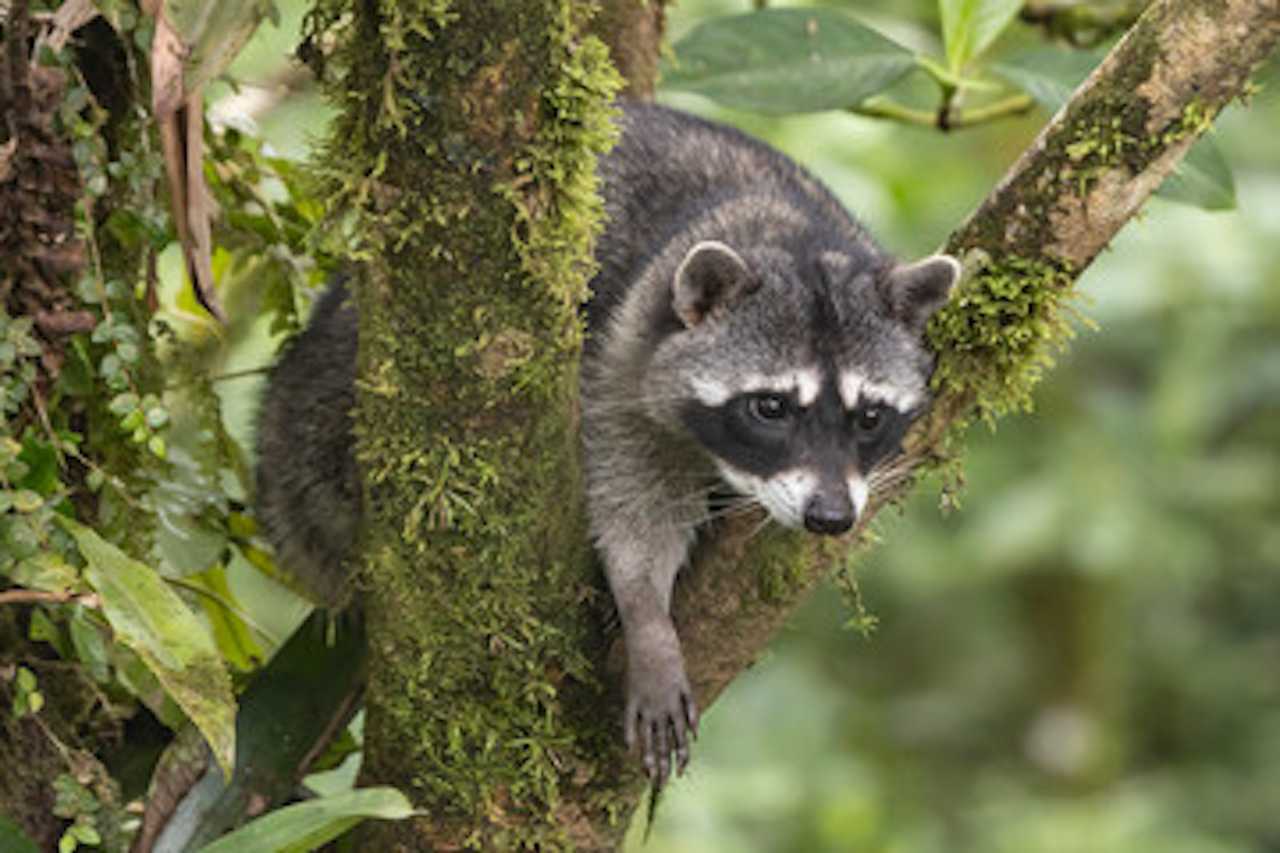 17th Rabies Case Found In Suffolk County This Year In Dead Raccoon