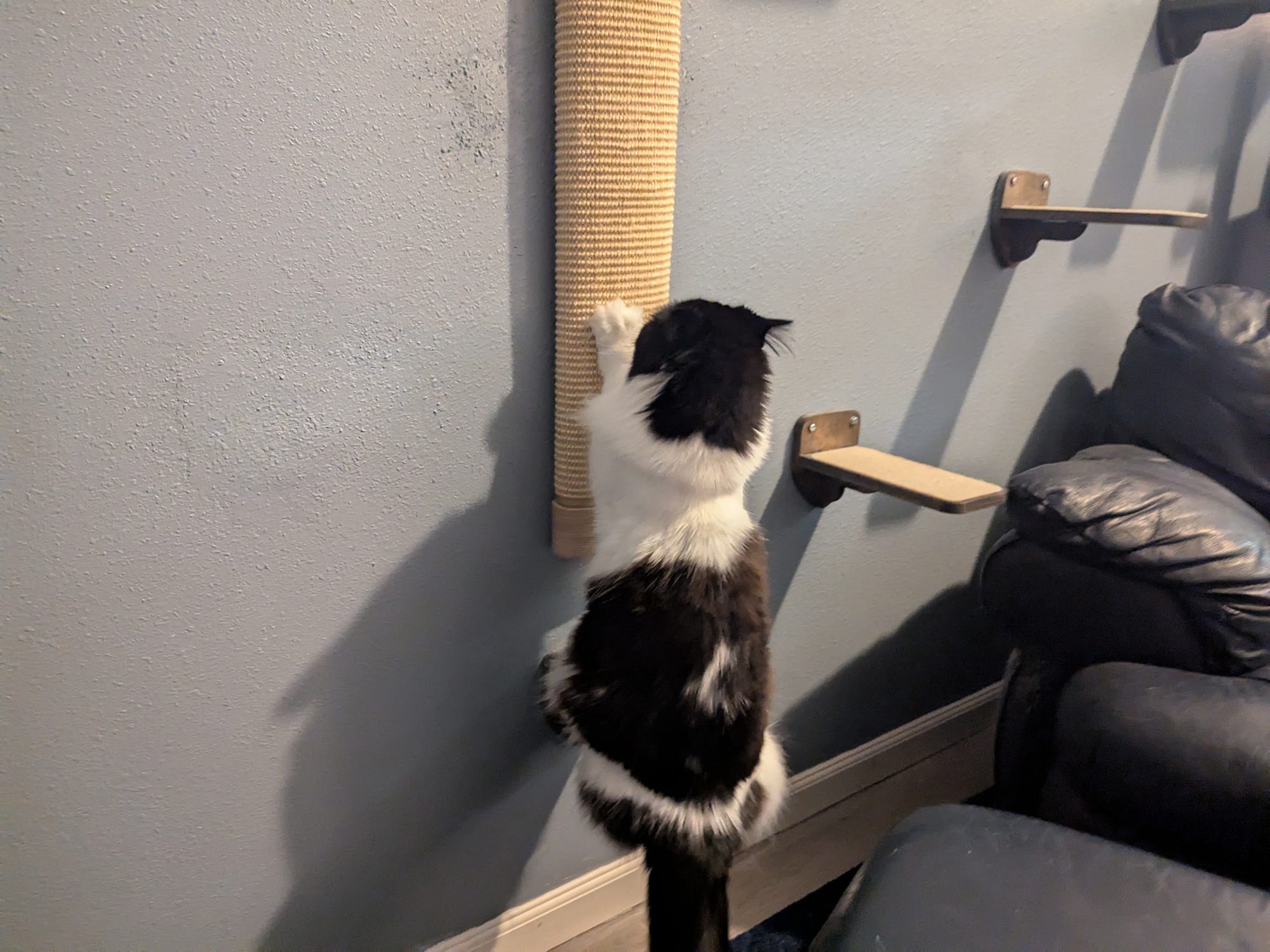 A long-haired black and white cat is digging its claws into a wall-mounted sisal cat scratcher attached to a wall.