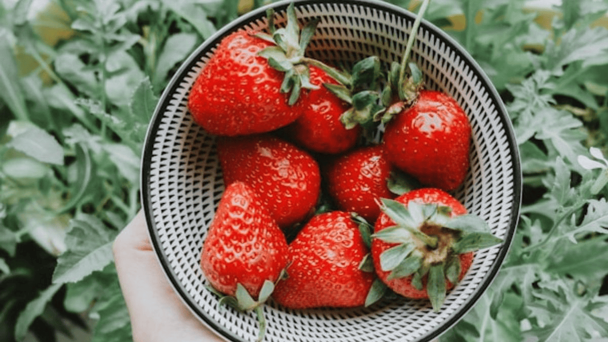 Fresas: antioxidantes y sabor irresistible