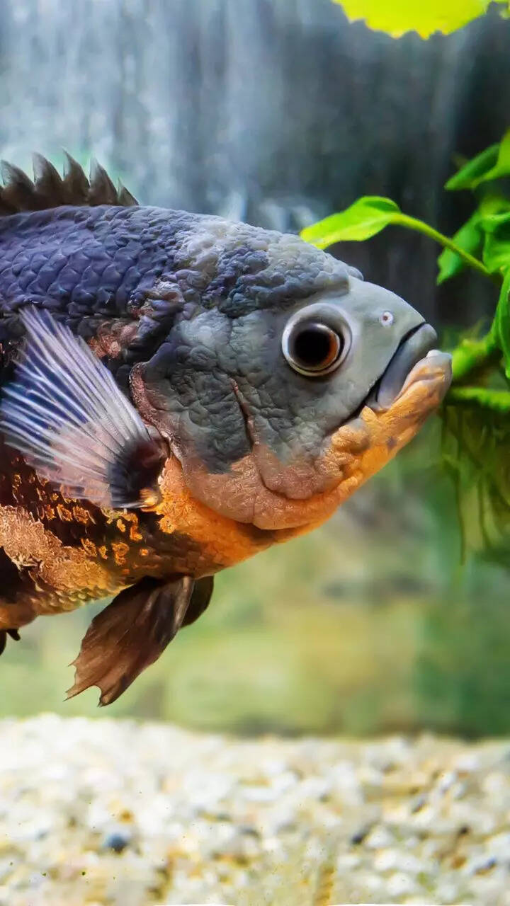 8 aquarium fish that are surprisingly super intelligent