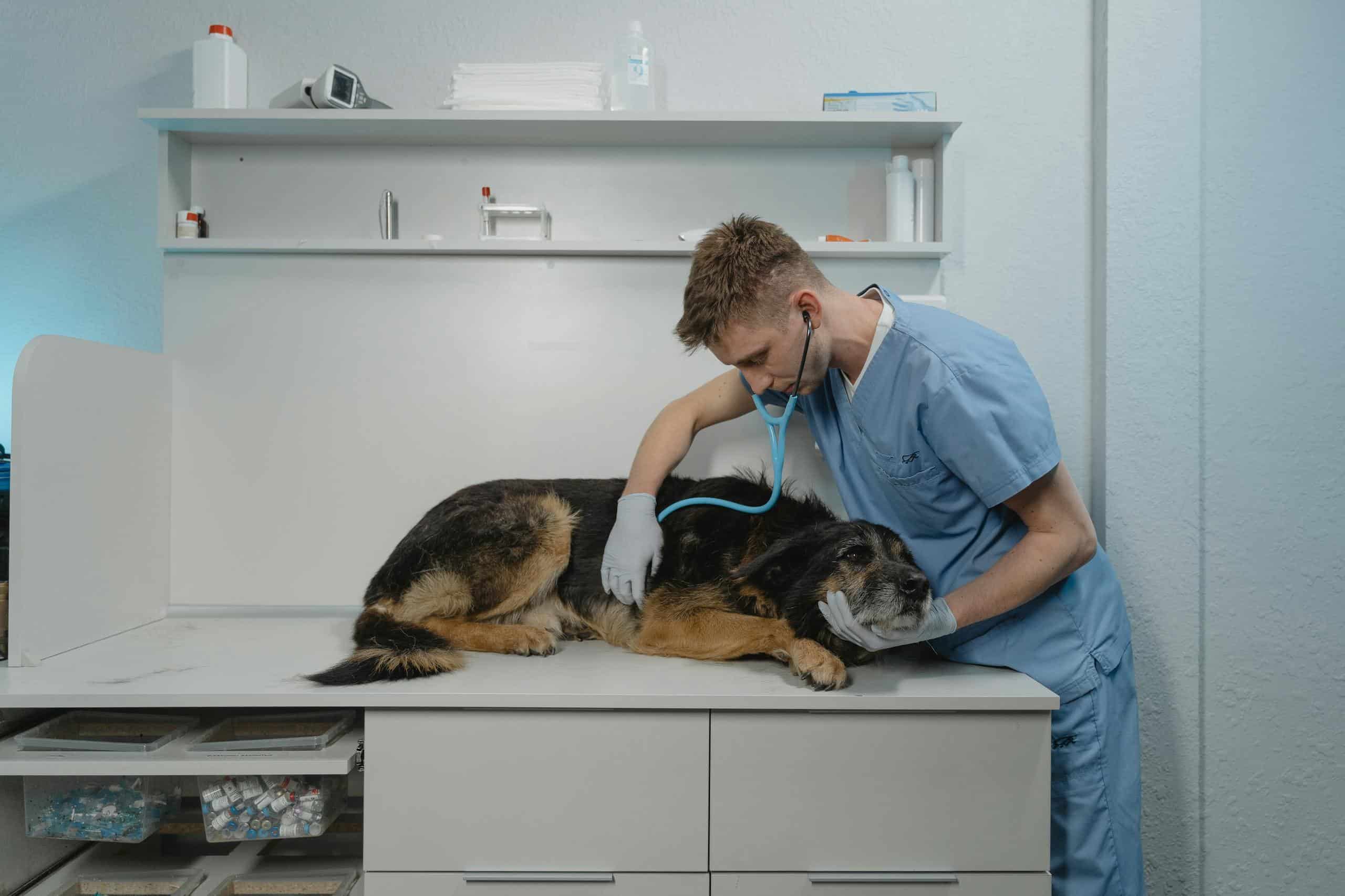 Curated visual reference: Canine Theobromine Poisoning Reference: 9 Foods In Your Kitchen That Could Poison Your Dog