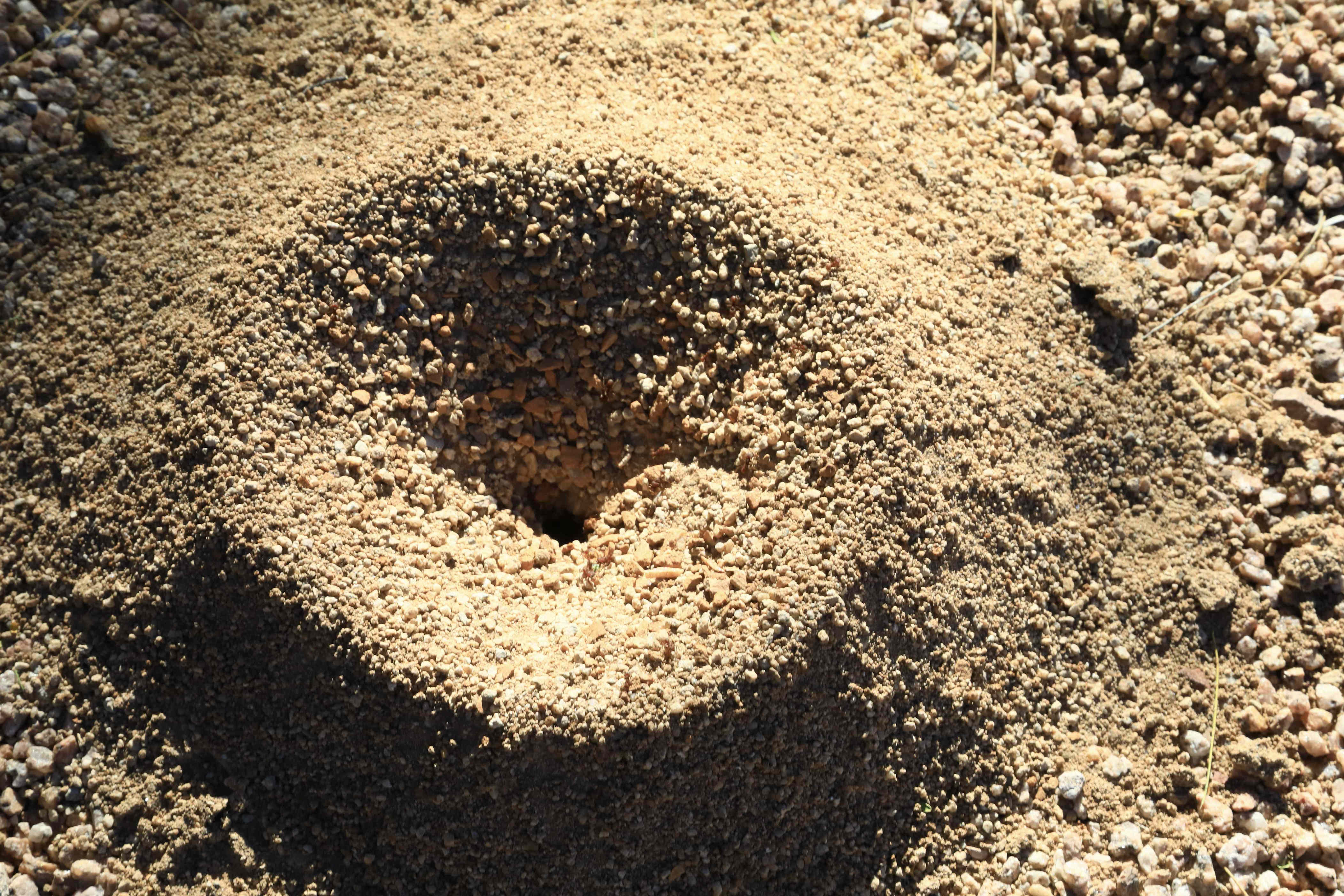 How to get rid of fire ants fast (and keep them from coming back)