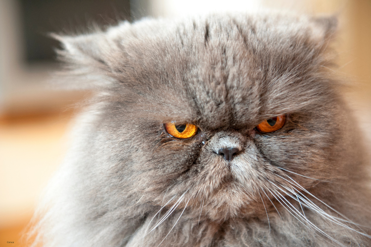 Why 10 FlatFaced Cat Breeds Come With More Health Risks Than You Think