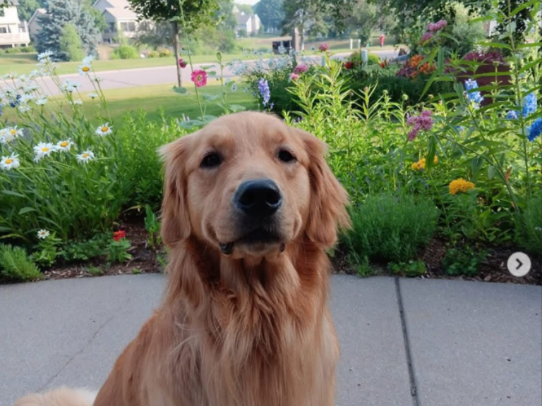 Heartbreaking Reason Melissa Hortman's Dog Gilbert Was Put Down by Her