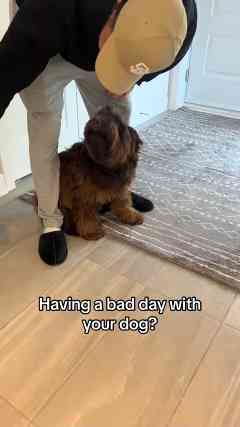 A Gentle Reminder Every Dog Owner Needs to Hear