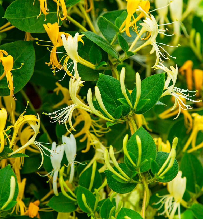 get-rid-of-invasive-japanese-honeysuckle-plants