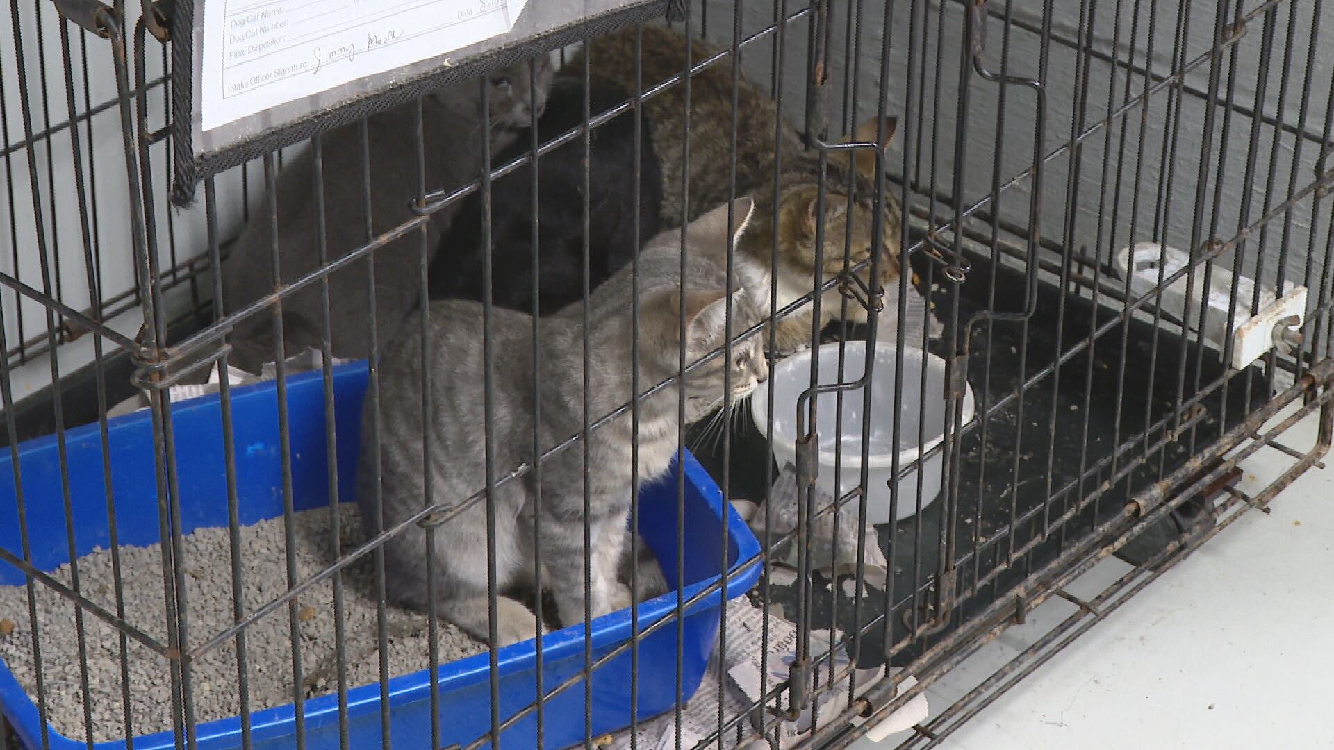 Columbus County Animal Shelter reopens for all standard animal intake