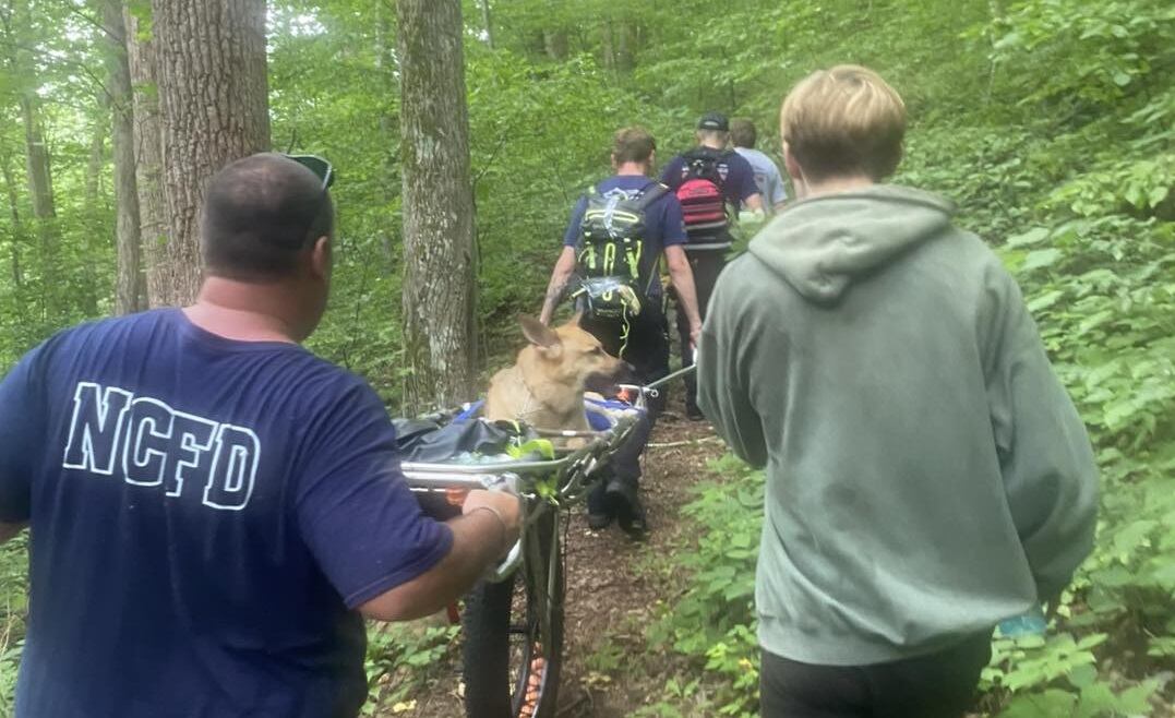 Dog rescued from hiking trail after injuring paw pads