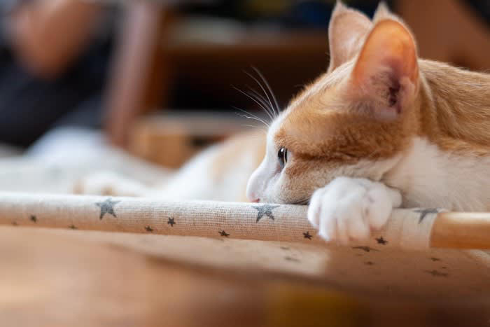 愛猫が『心を閉ざす』原因4選 猫の信頼を失ったときに起こる変化も紹介