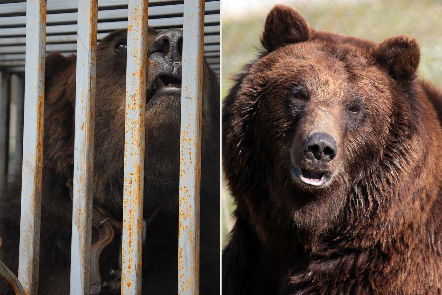 She Survived War and Being Used as Hunting Bait. Now, This Rescue Bear