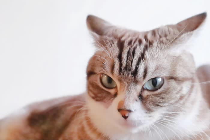 愛猫が『心を閉ざす』原因4選 猫の信頼を失ったときに起こる変化も紹介