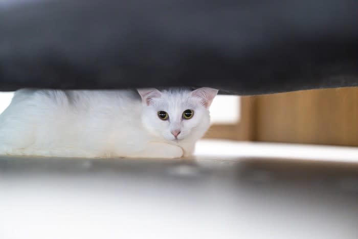 愛猫が『心を閉ざす』原因4選 猫の信頼を失ったときに起こる変化も紹介