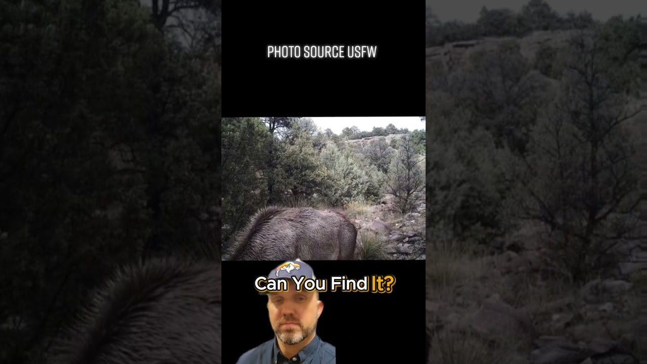 Mountain lion behavior and facts for landowners