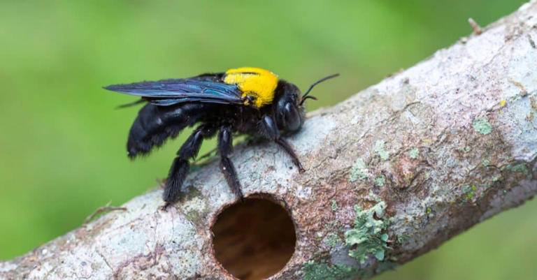 Carpenter Bee vs. Bumblebee: What Are the Differences?