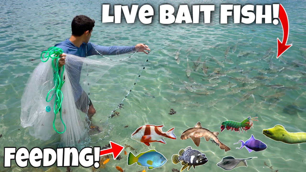 Feeding my 3000-gallon pond with fresh catches!