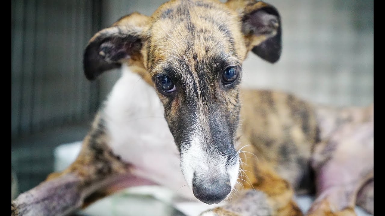 Little Puppy Rescued With Two Broken Legs Finds Happiness