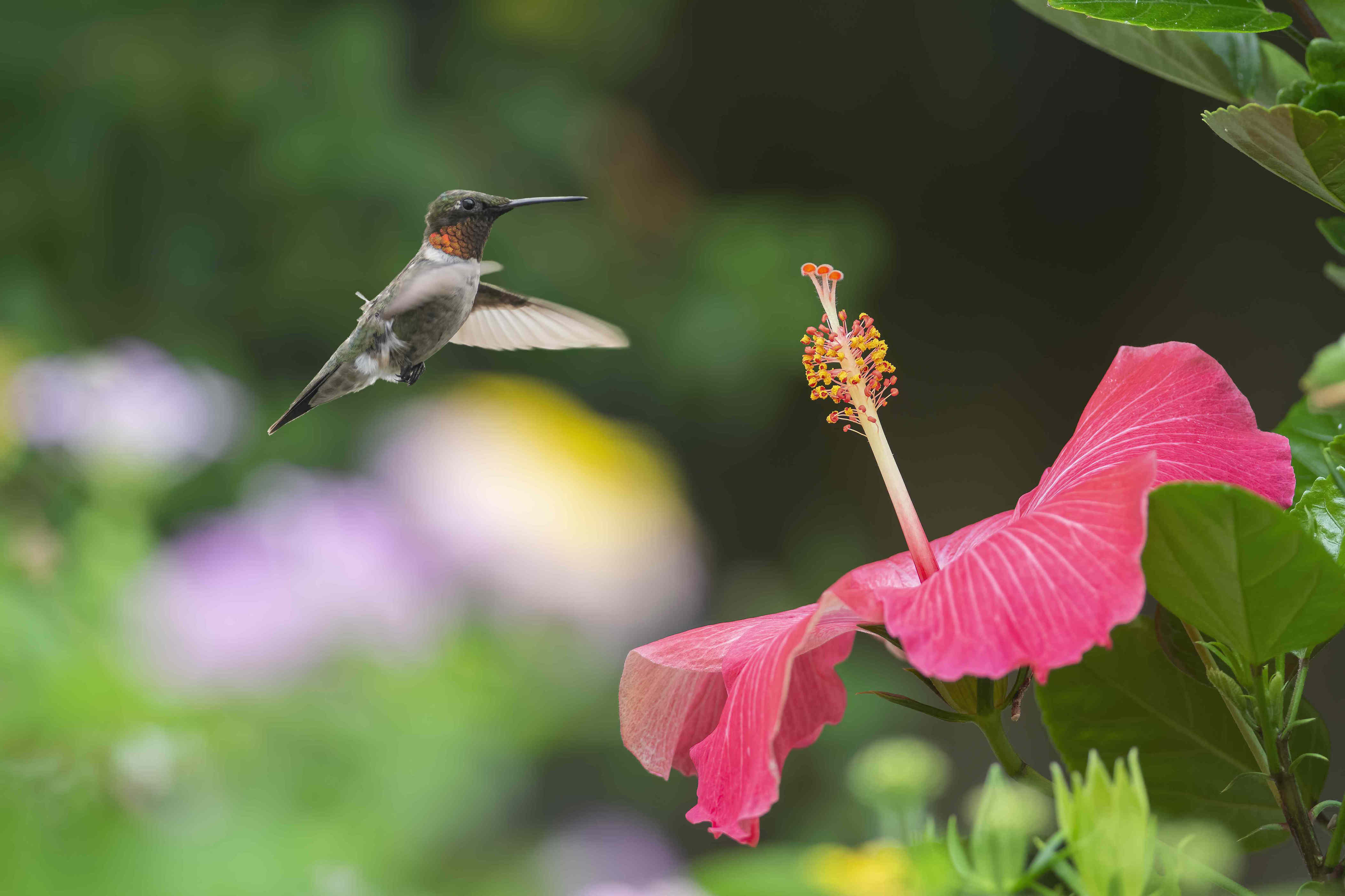 Hummingbirds Will Flock to These Huge, Easy-Care Flowers, According to ...