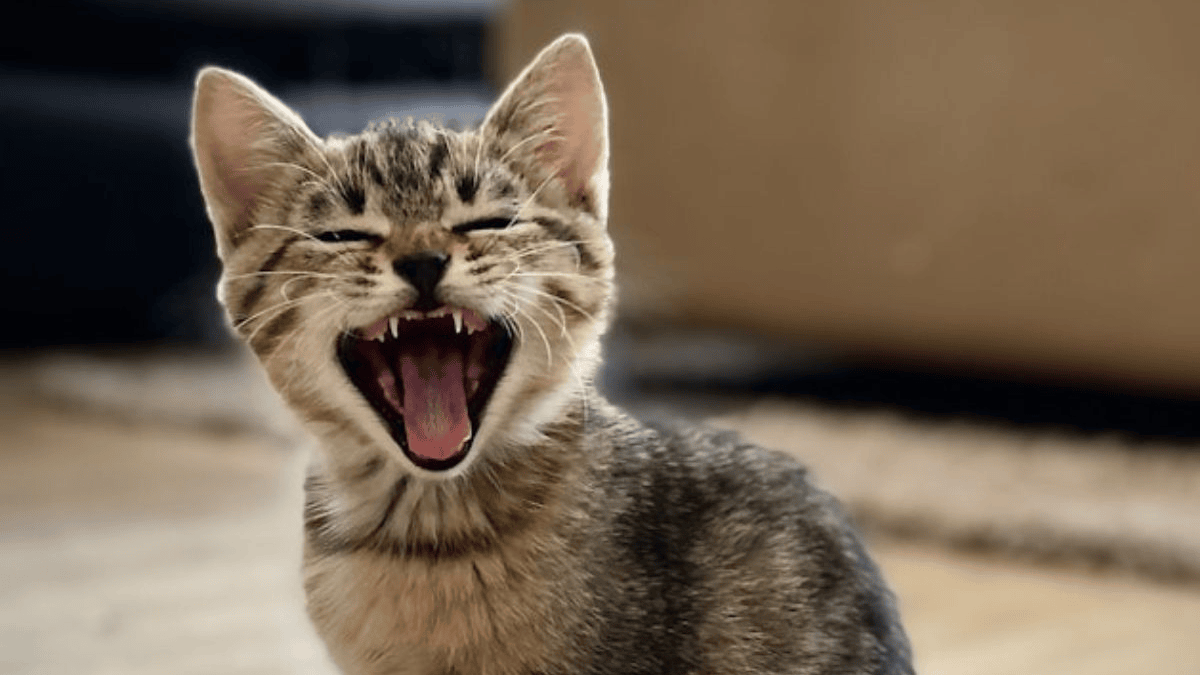 Your cat wishes it could talk