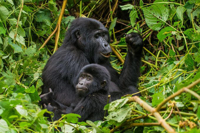 9 Animals You’ll Never See at a Zoo