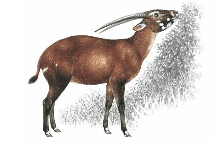 9 Animals You’ll Never See at a Zoo