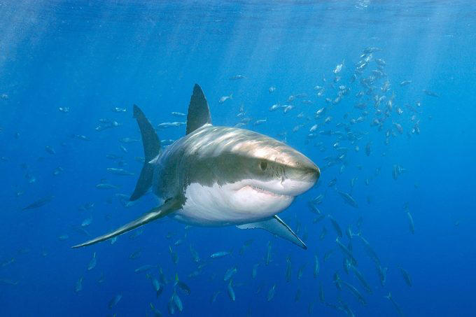 9 Animals You’ll Never See at a Zoo