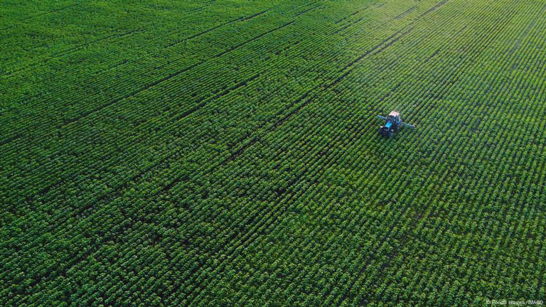 Los investigadores de Göttingen y Edimburgo analizaron la autosuficiencia alimentaria de 186 países en siete grupos de alimentos esenciales.