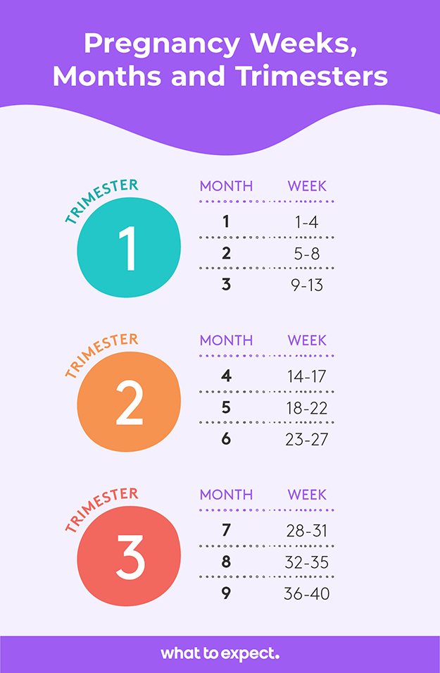 how-many-weeks-months-and-trimesters-in-a-pregnancy