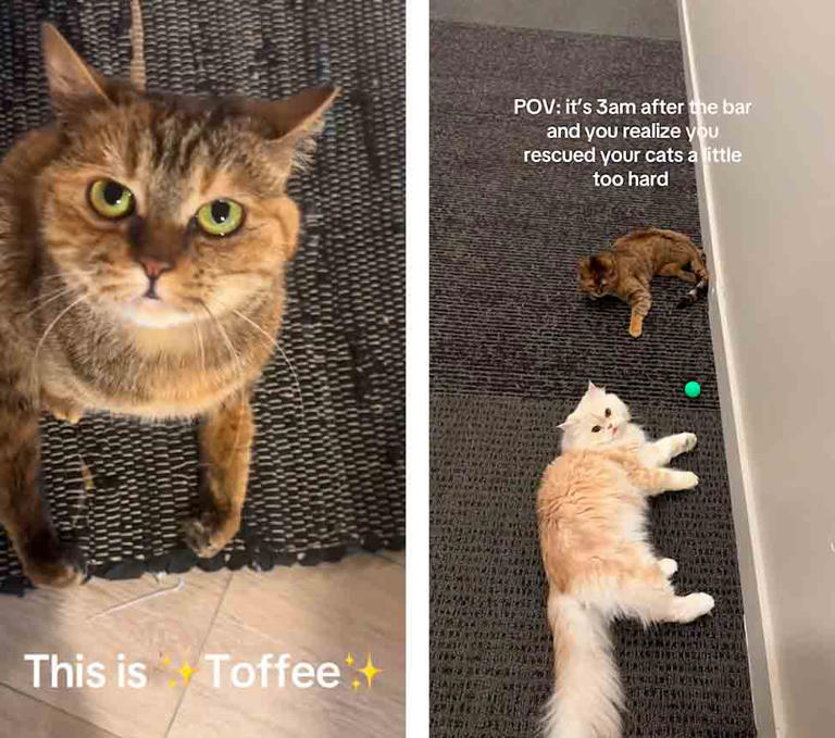 Toffee, o gato paraplégico que viralizou no TikTok. TikTok @toffeetheparaplegiccat