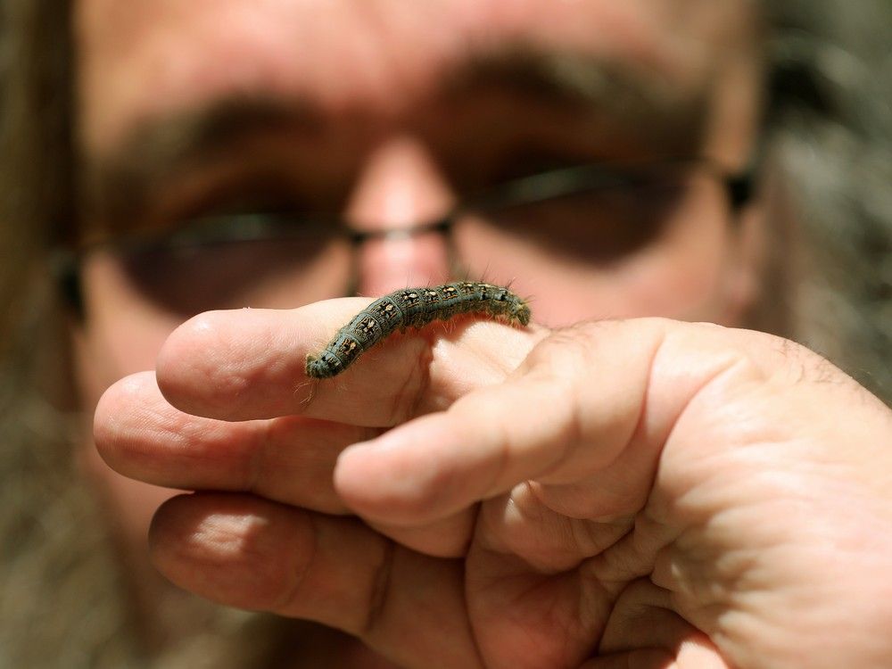 Crawlers and stingers: Edmonton's bugs are back in 30-year high for ...