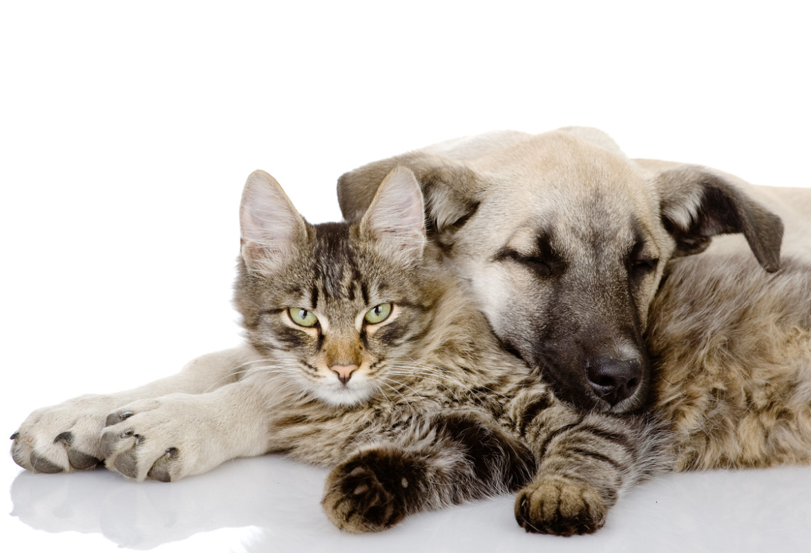 Dog Grieving Loss of Sister Gets Tiny Kitten for Comfort and Pure Magic