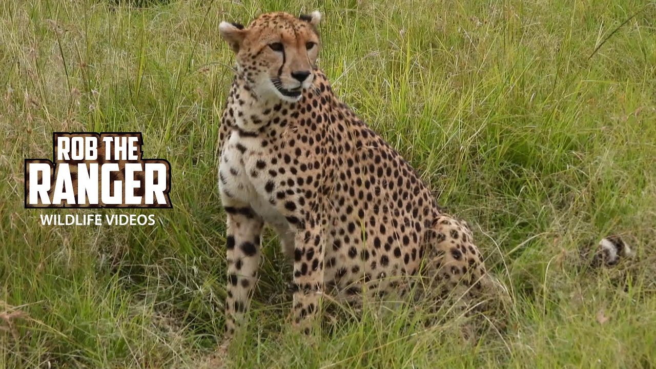 Observe a resilient cheetah family care for their limping cub