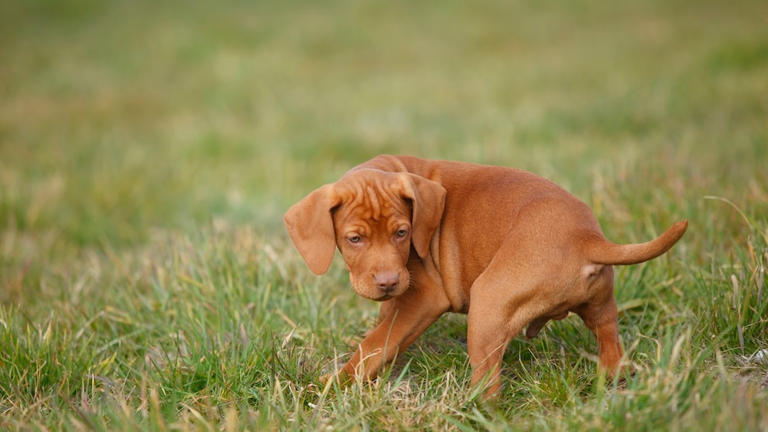 Why Dogs Turn in Circles Before Defecating
