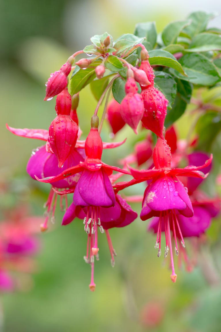 10 essential garden jobs to do now for a better spring garden