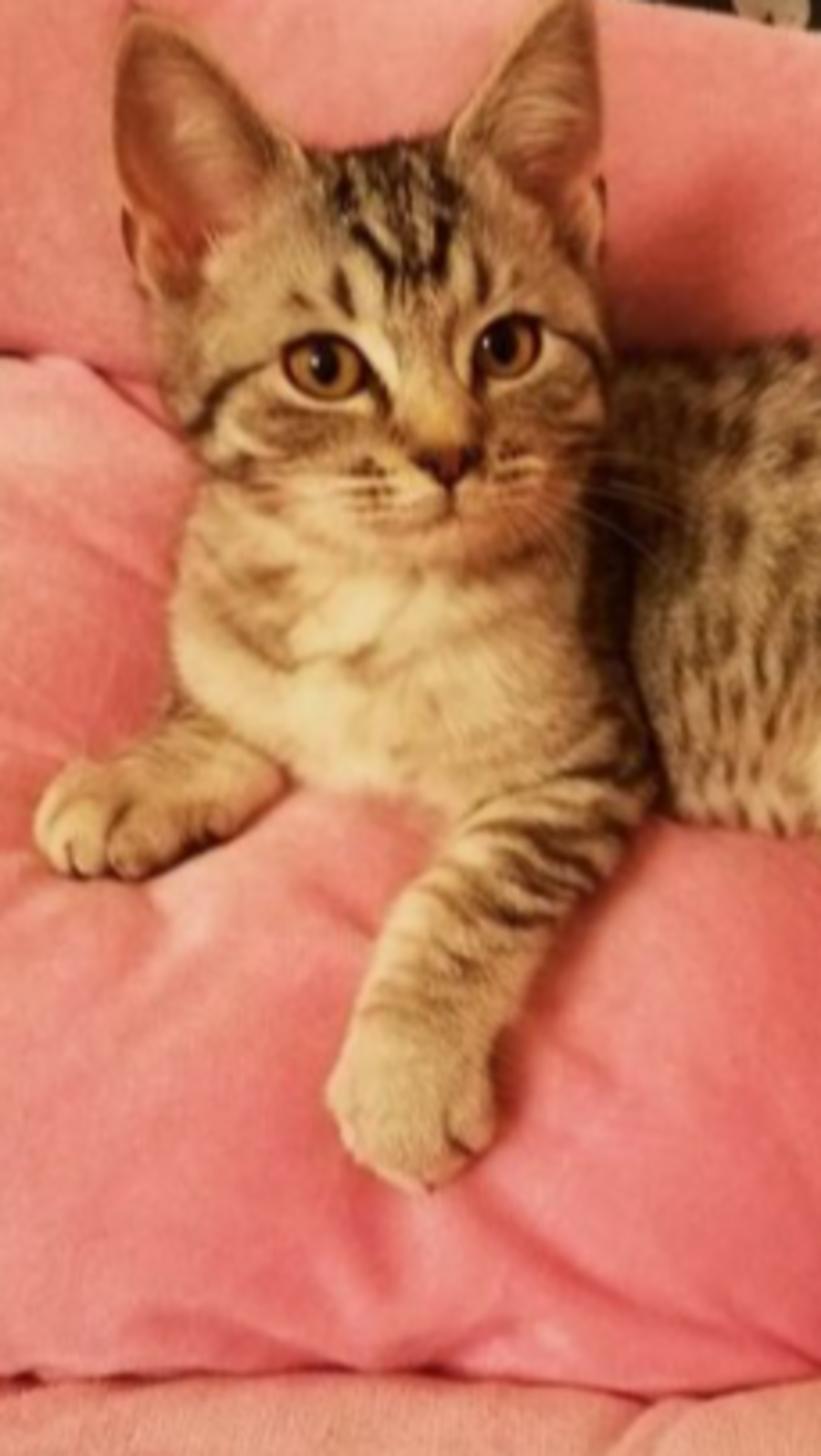 Celeb dads and sons who look exactly alike