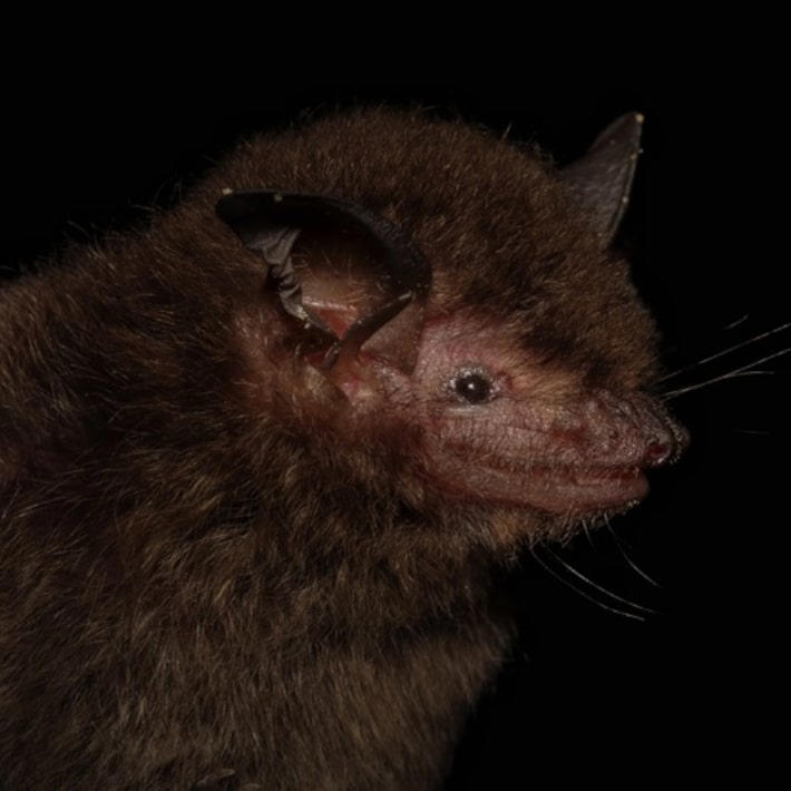 Myotis guarani é o nome científico escolhido para uma nova espécie de morcego descoberta. Animais têm cerca de seis gramas. Foto: Divulgação/Fiocruz