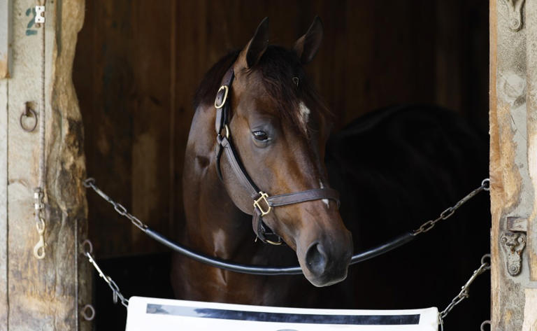 Belmont Stakes 2025: Odds horses prediction complete bettor s guide