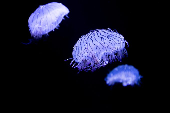 Flower hat jelly