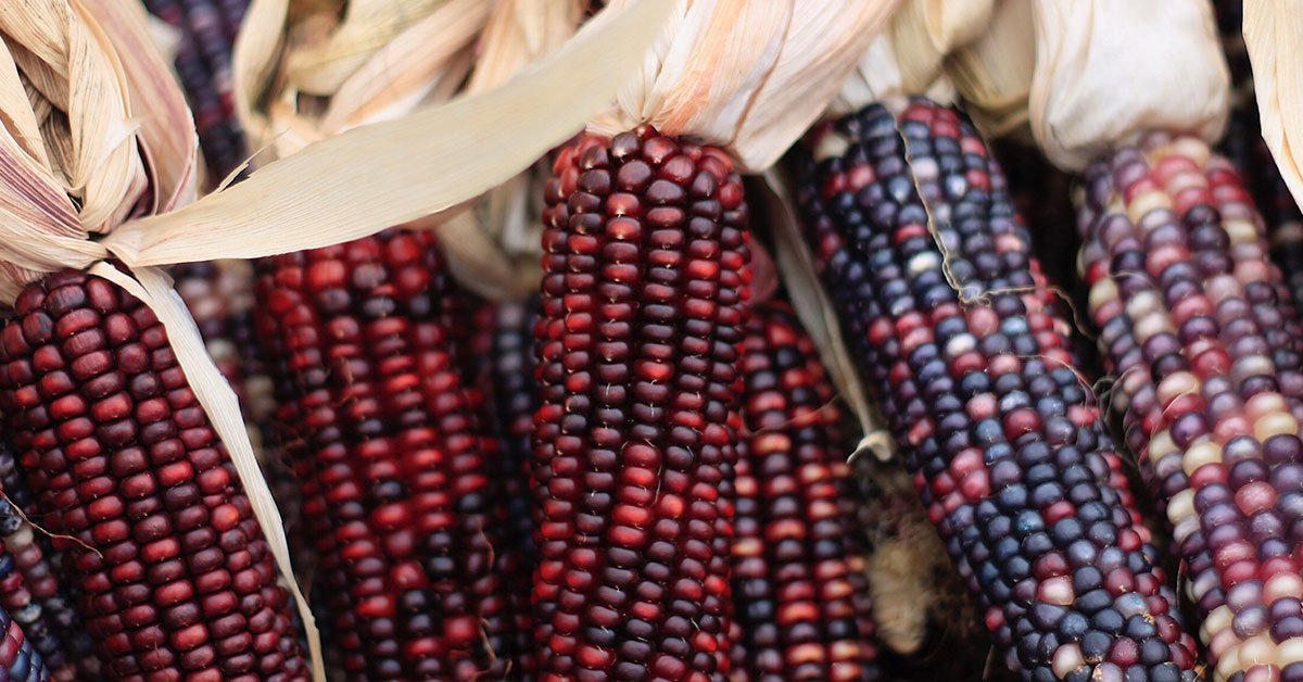 10 Amazing Companion Plants To Grow With Corn