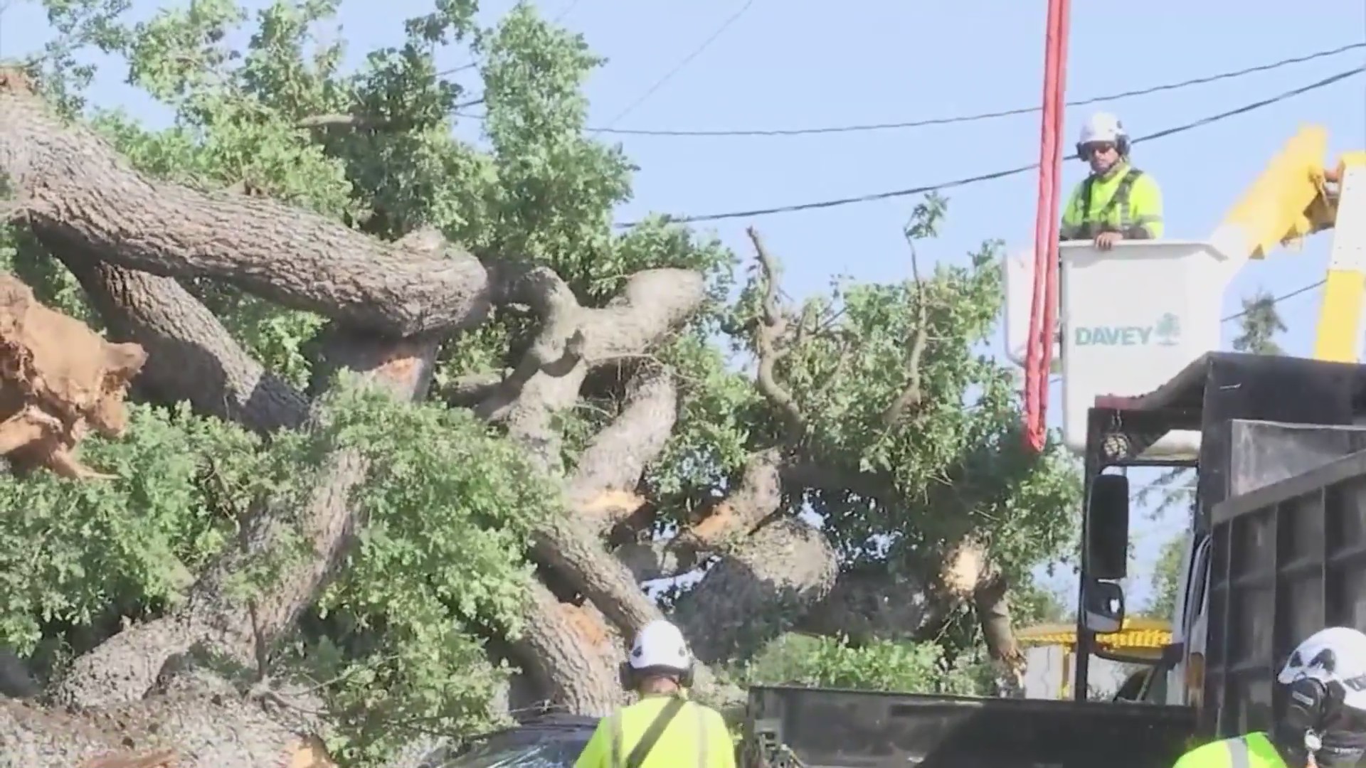 Father and young son survive close call with falling tree in San Mateo